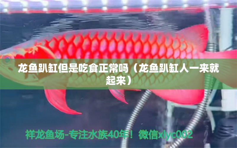 龙鱼趴缸但是吃食正常吗（龙鱼趴缸人一来就起来） 广州龙鱼批发市场