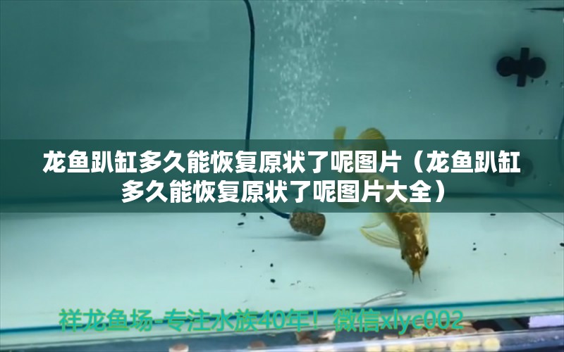 龙鱼趴缸多久能恢复原状了呢图片（龙鱼趴缸多久能恢复原状了呢图片大全） 广州龙鱼批发市场