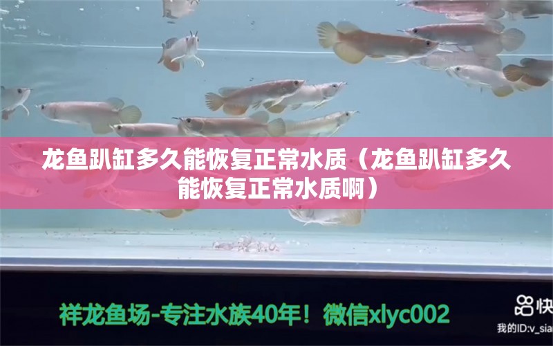 龙鱼趴缸多久能恢复正常水质（龙鱼趴缸多久能恢复正常水质啊） 广州龙鱼批发市场