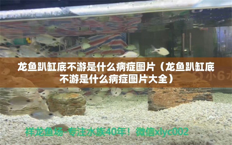 龙鱼趴缸底不游是什么病症图片（龙鱼趴缸底不游是什么病症图片大全） 广州龙鱼批发市场