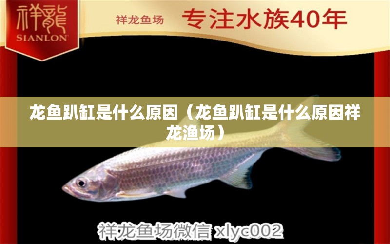 龙鱼趴缸是什么原因（龙鱼趴缸是什么原因祥龙渔场） 广州龙鱼批发市场