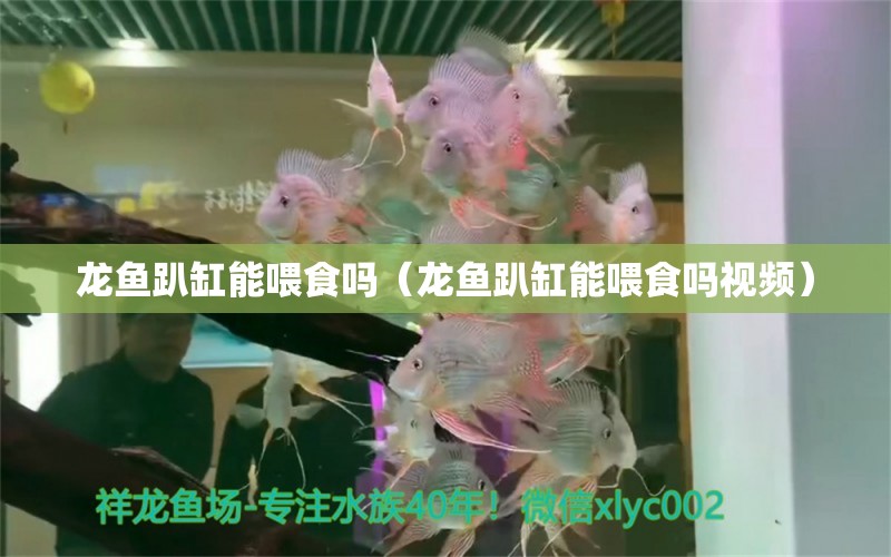 龙鱼趴缸能喂食吗（龙鱼趴缸能喂食吗视频） 广州龙鱼批发市场
