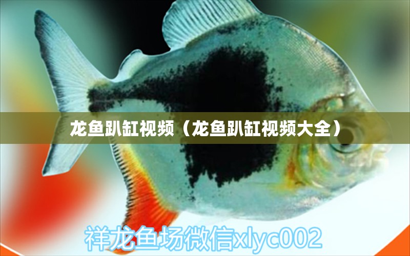 龙鱼趴缸视频（龙鱼趴缸视频大全） 广州龙鱼批发市场