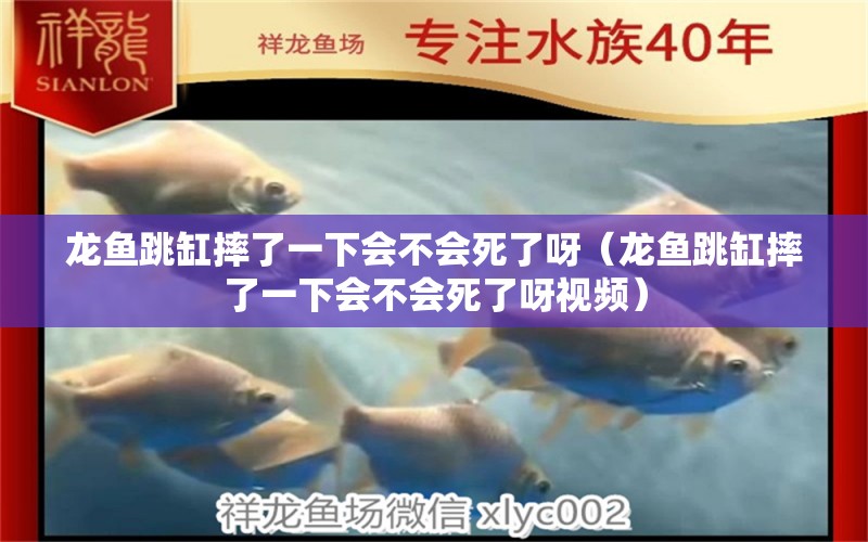 龙鱼跳缸摔了一下会不会死了呀（龙鱼跳缸摔了一下会不会死了呀视频） 广州龙鱼批发市场