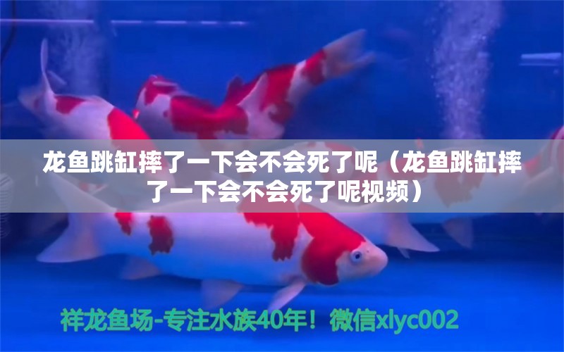 龙鱼跳缸摔了一下会不会死了呢（龙鱼跳缸摔了一下会不会死了呢视频） 广州龙鱼批发市场