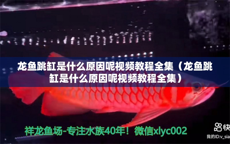 龙鱼跳缸是什么原因呢视频教程全集（龙鱼跳缸是什么原因呢视频教程全集） 广州龙鱼批发市场
