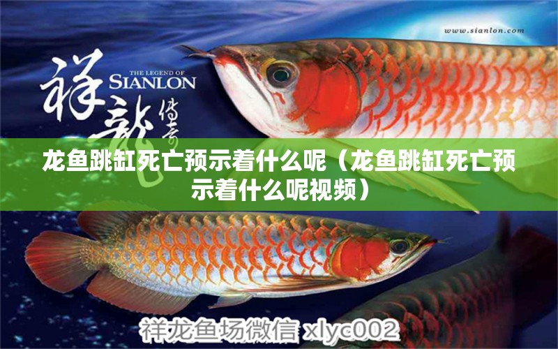 龙鱼跳缸死亡预示着什么呢（龙鱼跳缸死亡预示着什么呢视频） 广州龙鱼批发市场