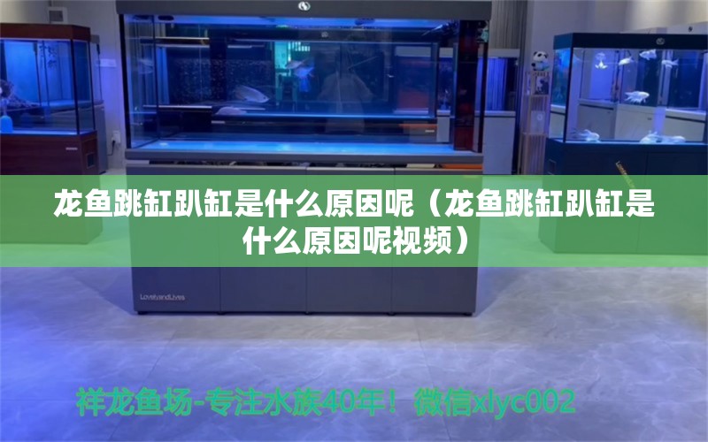 龙鱼跳缸趴缸是什么原因呢（龙鱼跳缸趴缸是什么原因呢视频） 广州龙鱼批发市场