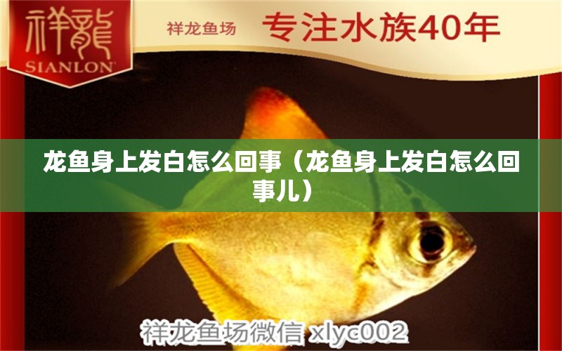 龙鱼身上发白怎么回事（龙鱼身上发白怎么回事儿） 广州龙鱼批发市场