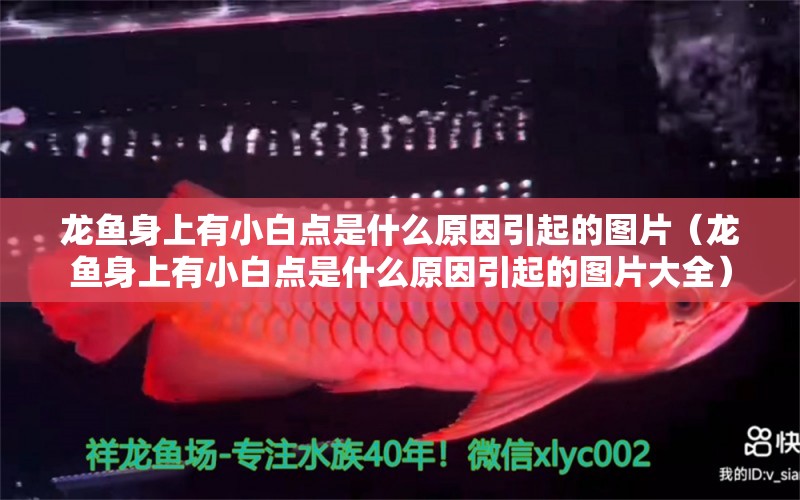 龙鱼身上有小白点是什么原因引起的图片（龙鱼身上有小白点是什么原因引起的图片大全） 广州龙鱼批发市场