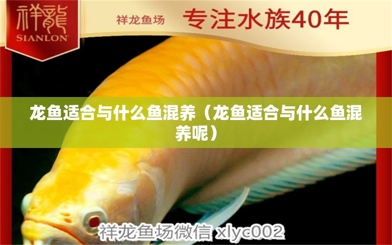 龙鱼适合与什么鱼混养（龙鱼适合与什么鱼混养呢） 广州龙鱼批发市场