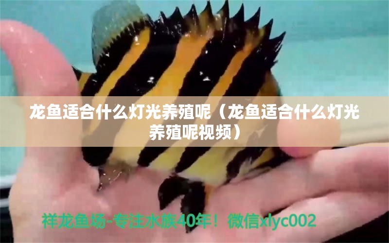 龙鱼适合什么灯光养殖呢（龙鱼适合什么灯光养殖呢视频） 广州龙鱼批发市场