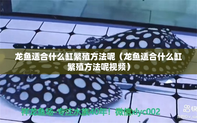 龙鱼适合什么缸繁殖方法呢（龙鱼适合什么缸繁殖方法呢视频） 广州龙鱼批发市场