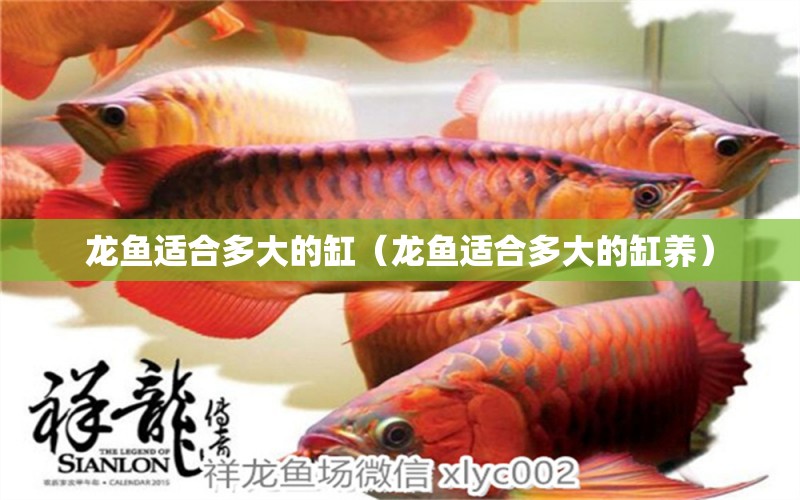 龙鱼适合多大的缸（龙鱼适合多大的缸养） 广州龙鱼批发市场