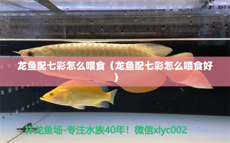 龙鱼配七彩怎么喂食（龙鱼配七彩怎么喂食好） 广州龙鱼批发市场