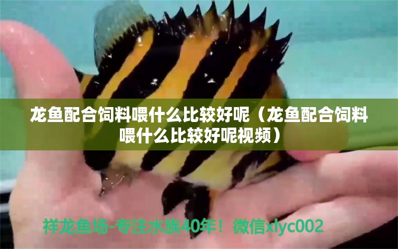 龙鱼配合饲料喂什么比较好呢（龙鱼配合饲料喂什么比较好呢视频） 广州龙鱼批发市场