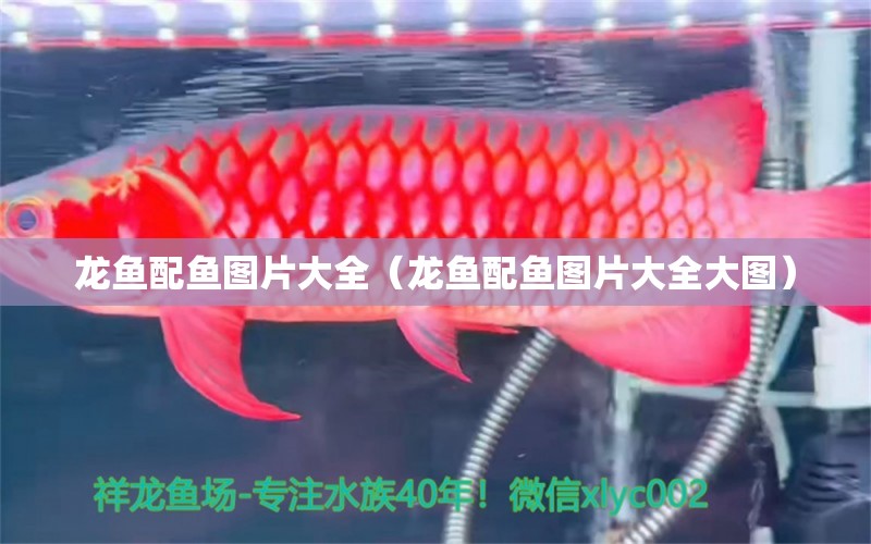 龙鱼配鱼图片大全（龙鱼配鱼图片大全大图） 广州龙鱼批发市场
