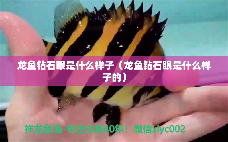 龙鱼钻石眼是什么样子（龙鱼钻石眼是什么样子的） 广州龙鱼批发市场