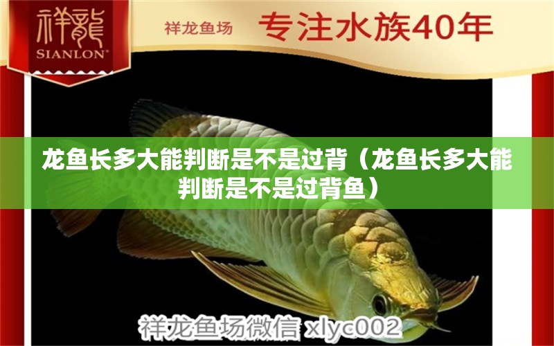 龙鱼长多大能判断是不是过背（龙鱼长多大能判断是不是过背鱼） 广州龙鱼批发市场