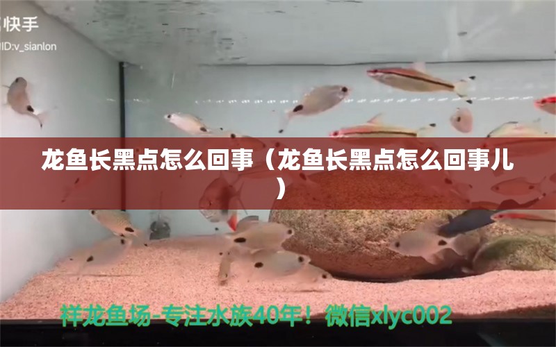 龙鱼长黑点怎么回事（龙鱼长黑点怎么回事儿） 广州龙鱼批发市场
