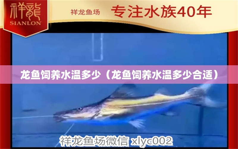 龙鱼饲养水温多少（龙鱼饲养水温多少合适） 广州龙鱼批发市场