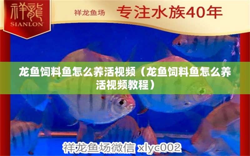 龙鱼饲料鱼怎么养活视频（龙鱼饲料鱼怎么养活视频教程） 广州龙鱼批发市场