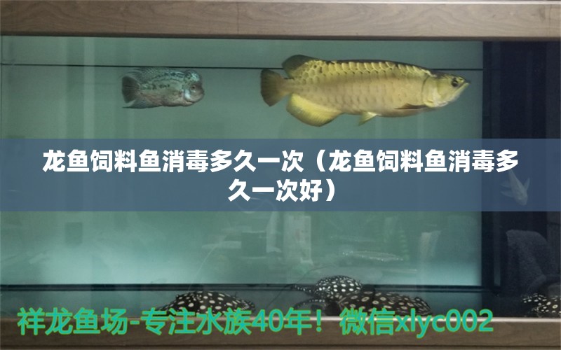 龙鱼饲料鱼消毒多久一次（龙鱼饲料鱼消毒多久一次好） 广州龙鱼批发市场