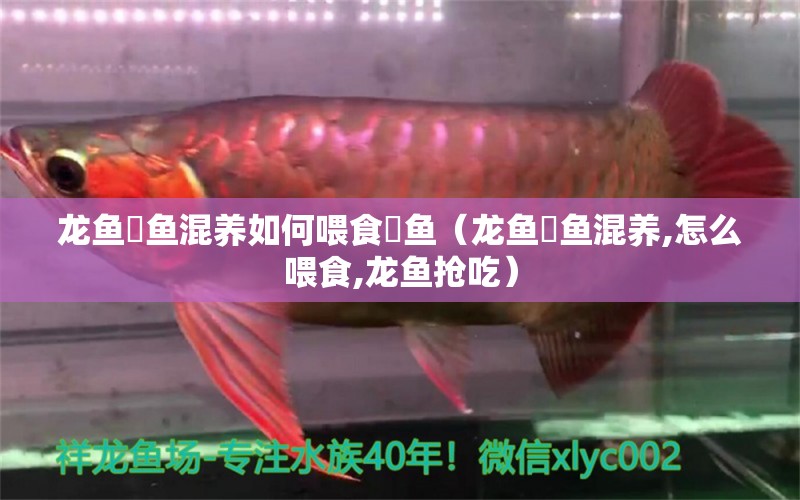 龙鱼魟鱼混养如何喂食魟鱼（龙鱼魟鱼混养,怎么喂食,龙鱼抢吃） 广州龙鱼批发市场