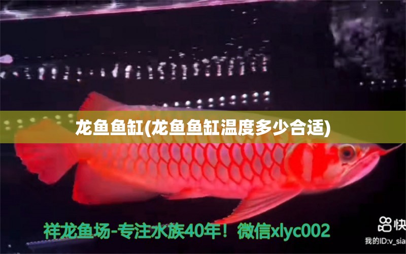 龙鱼鱼缸(龙鱼鱼缸温度多少合适) 赤焰中国虎鱼