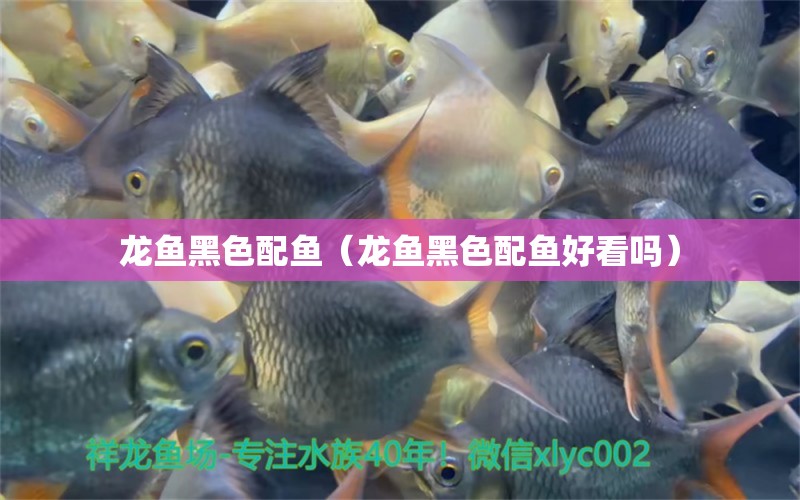 龙鱼黑色配鱼（龙鱼黑色配鱼好看吗） 广州龙鱼批发市场