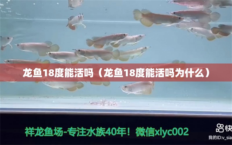 龙鱼18度能活吗（龙鱼18度能活吗为什么） 广州龙鱼批发市场