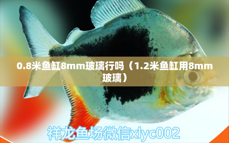 0.8米鱼缸8mm玻璃行吗（1.2米鱼缸用8mm玻璃） 鱼缸