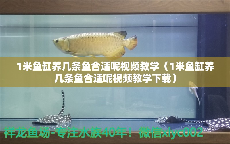 1米鱼缸养几条鱼合适呢视频教学（1米鱼缸养几条鱼合适呢视频教学下载）