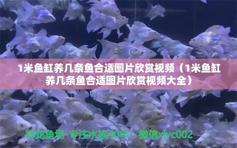 1米鱼缸养几条鱼合适图片欣赏视频（1米鱼缸养几条鱼合适图片欣赏视频大全）