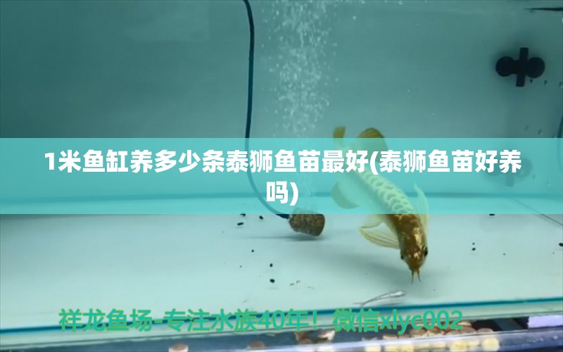 1米鱼缸养多少条泰狮鱼苗最好(泰狮鱼苗好养吗) 马拉莫宝石鱼