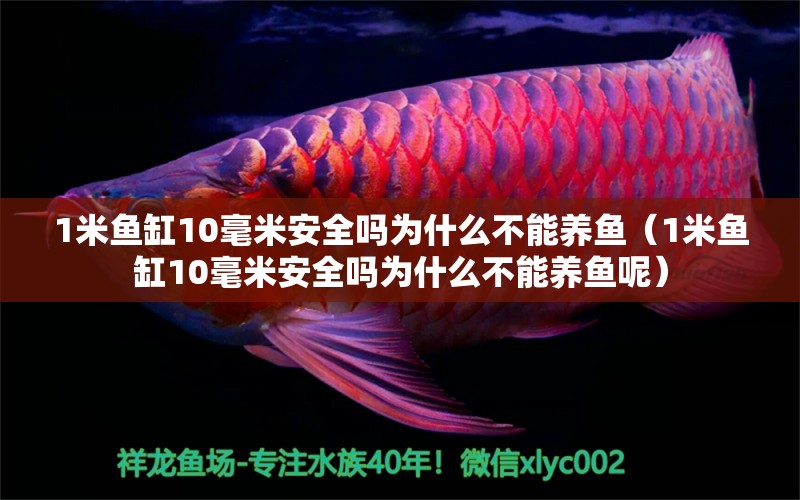 1米鱼缸10毫米安全吗为什么不能养鱼（1米鱼缸10毫米安全吗为什么不能养鱼呢） 鱼缸