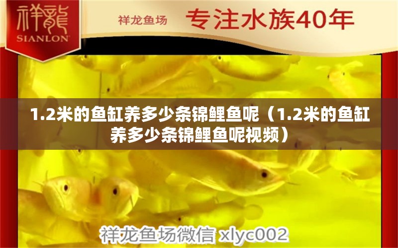 1.2米的鱼缸养多少条锦鲤鱼呢（1.2米的鱼缸养多少条锦鲤鱼呢视频）