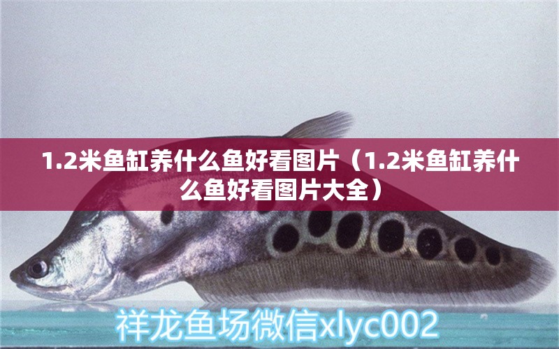 1.2米鱼缸养什么鱼好看图片（1.2米鱼缸养什么鱼好看图片大全） 其他品牌鱼缸
