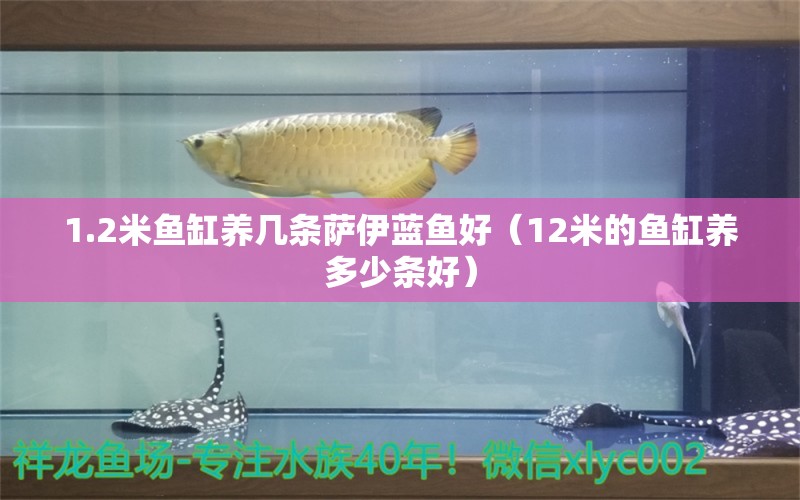 1.2米鱼缸养几条萨伊蓝鱼好（12米的鱼缸养多少条好）