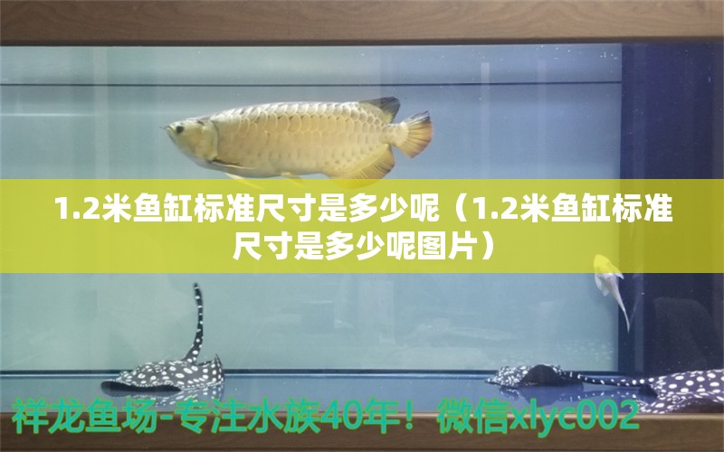1.2米鱼缸标准尺寸是多少呢（1.2米鱼缸标准尺寸是多少呢图片）