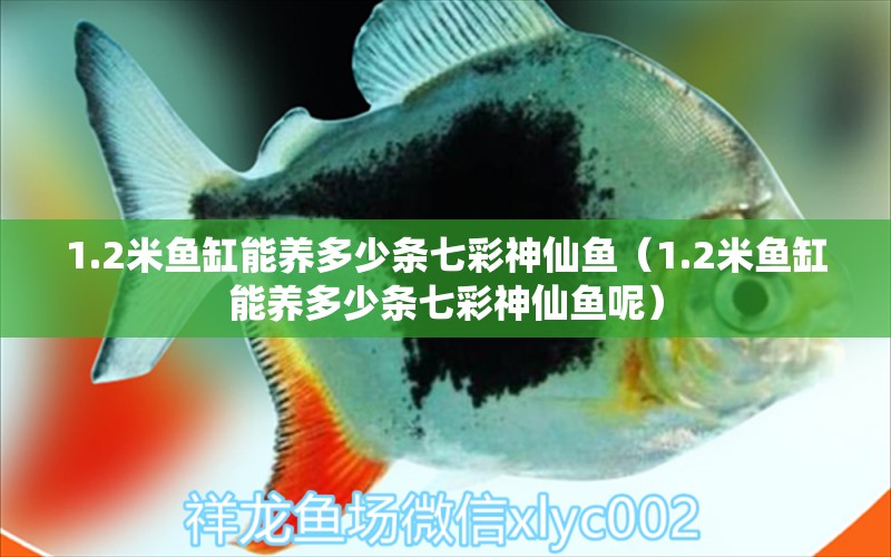 1.2米鱼缸能养多少条七彩神仙鱼（1.2米鱼缸能养多少条七彩神仙鱼呢）