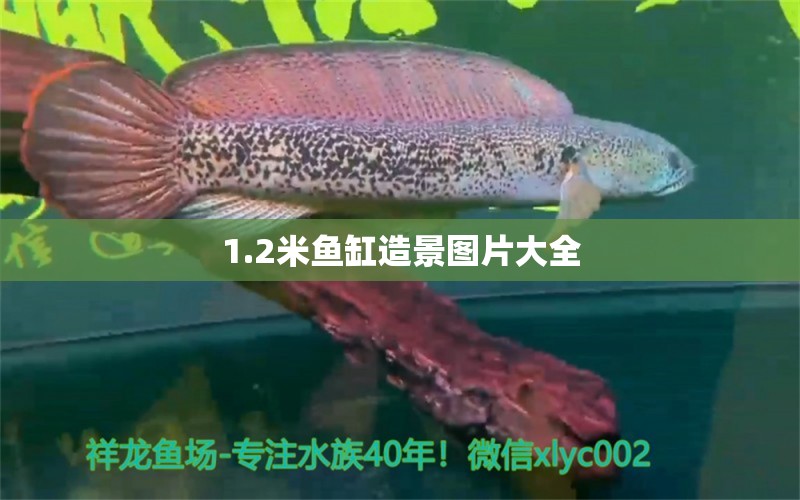 1.2米鱼缸造景图片大全 祥龙鱼场