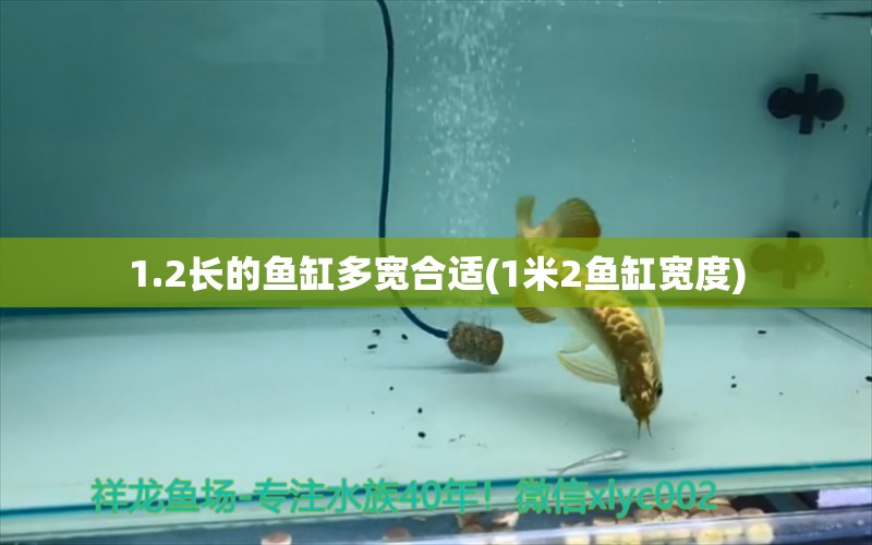 1.2长的鱼缸多宽合适(1米2鱼缸宽度) 蝴蝶鲤 第1张