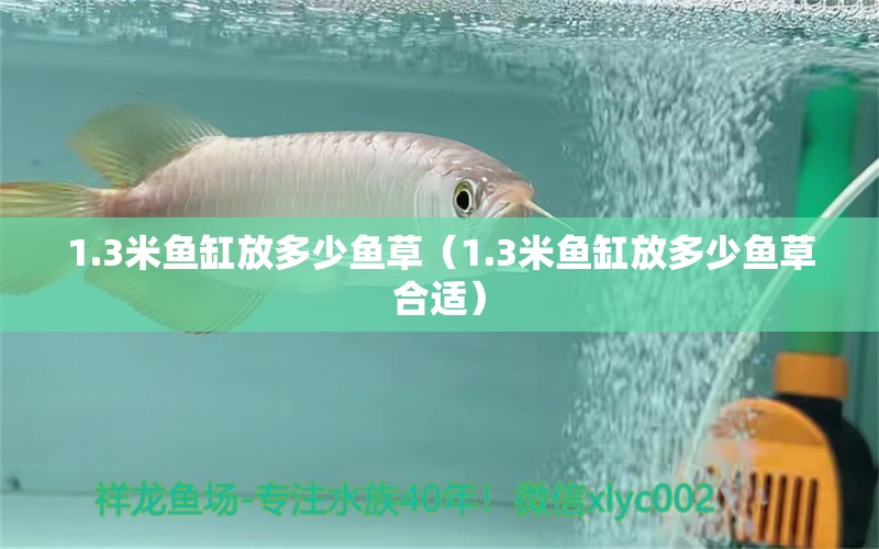 1.3米鱼缸放多少鱼草（1.3米鱼缸放多少鱼草合适）