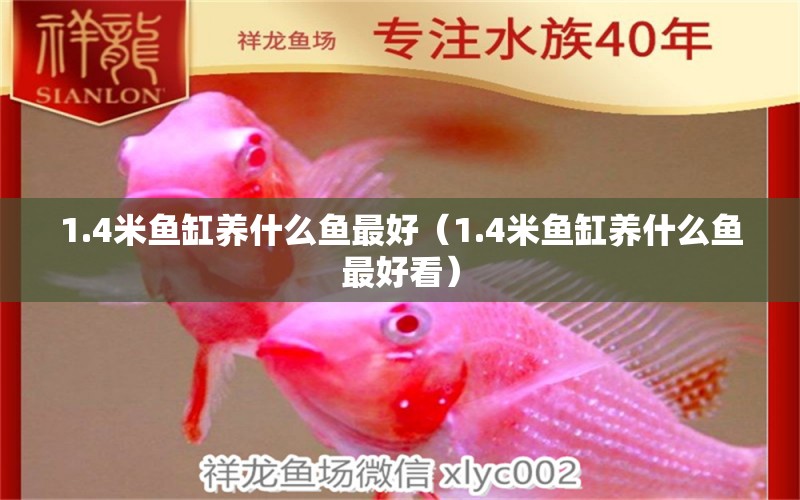 1.4米鱼缸养什么鱼最好（1.4米鱼缸养什么鱼最好看） 其他品牌鱼缸