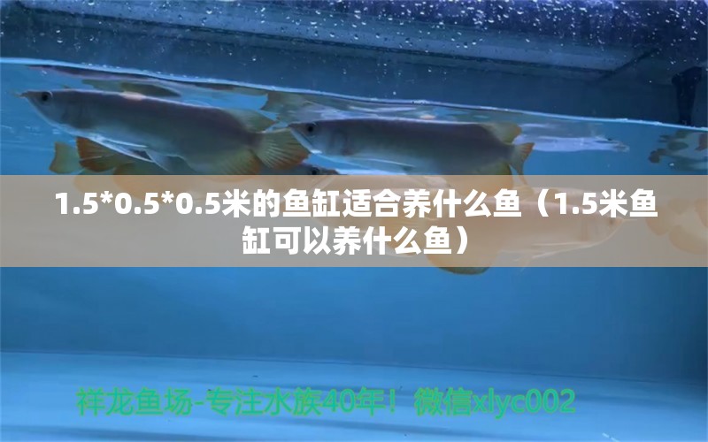 1.5*0.5*0.5米的鱼缸适合养什么鱼（1.5米鱼缸可以养什么鱼）