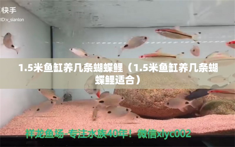 1.5米鱼缸养几条蝴蝶鲤（1.5米鱼缸养几条蝴蝶鲤适合） 蝴蝶鲤