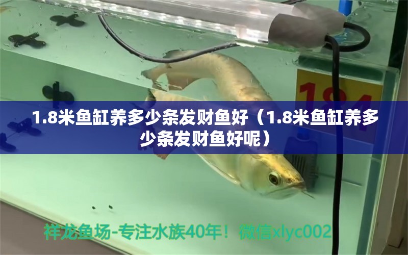 1.8米鱼缸养多少条发财鱼好（1.8米鱼缸养多少条发财鱼好呢） 孵化器