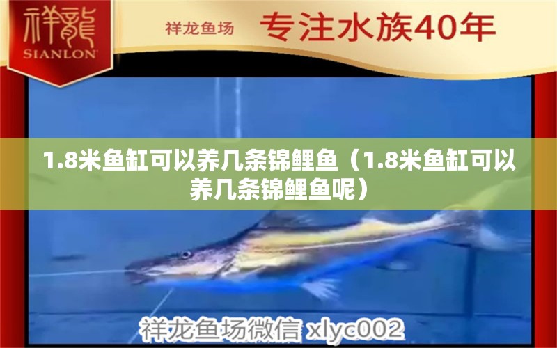 1.8米鱼缸可以养几条锦鲤鱼（1.8米鱼缸可以养几条锦鲤鱼呢）
