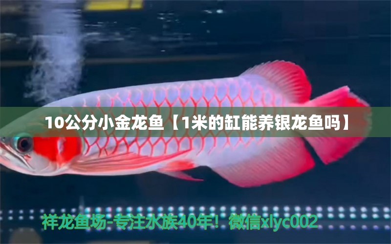 10公分小金龙鱼【1米的缸能养银龙鱼吗】